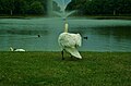 End of the swan visit 108442769.jpg