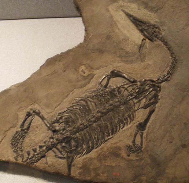 File:Endennasaurus acutirostris 1.JPG