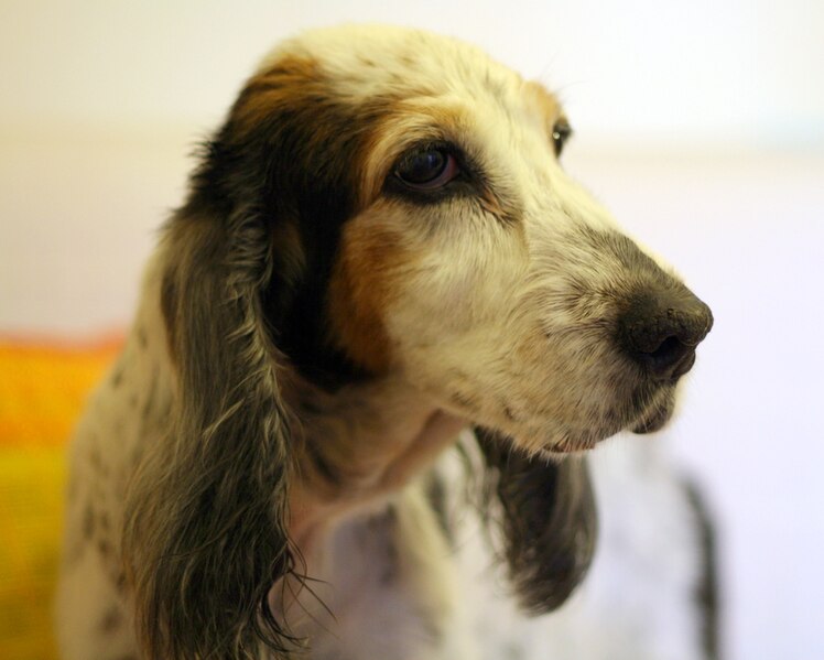 File:English Cocker Spaniel portrait.jpg