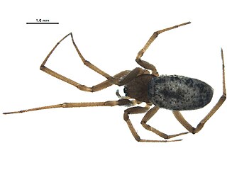 <i>Enoplognatha joshua</i> Species of spider