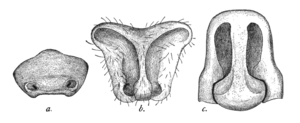 Three different types of epigyne: (a) Pirata montanus, (b) Trabeops aurantiacus, (c) Geolycosa pikei Epigynes1.png