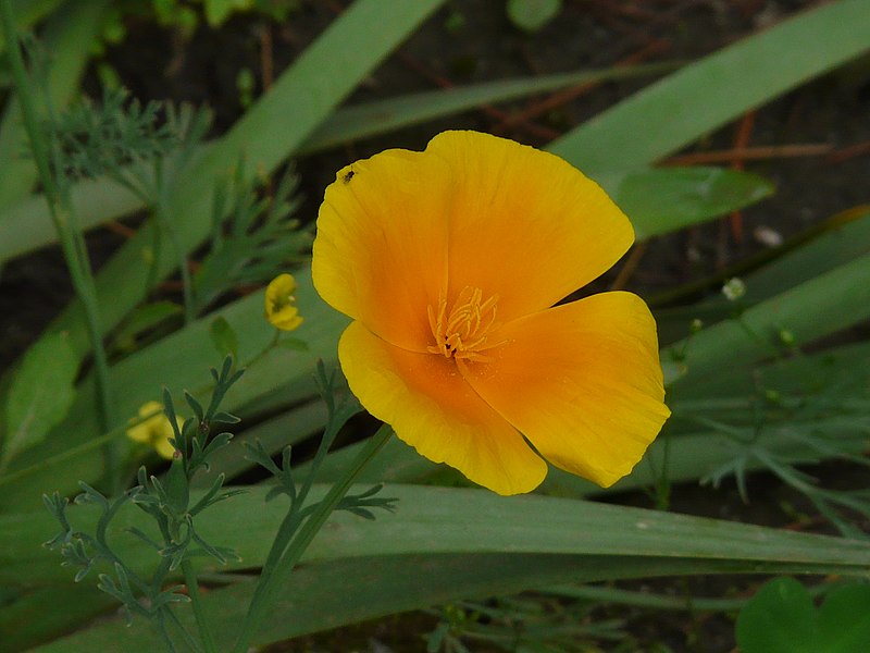 File:Eschscholzia caespitosa (2561051742).jpg