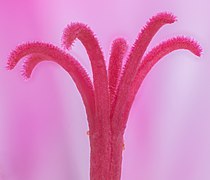 Vista de alta resolução do estigma de uma flor de Pelargonium zonale.