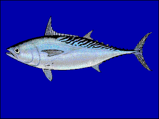 <i>Euthynnus affinis</i> Species of fish