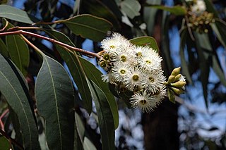 <i>Eucalyptus ancophila</i> Species of eucalyptus