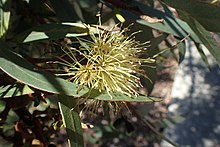 Flower Eucalyptus incerata flower.jpg