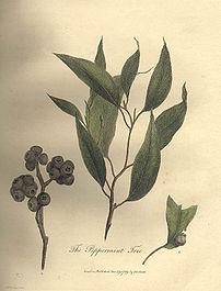 This is Plate 23 from John White's Journal of a Voyage to New South Wales. The plant is nominally Eucalyptus piperita, then given the common name 