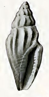 <i>Eucithara lyra</i> species of mollusc