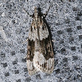 Eudonia spenceri