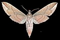 * Nomination Eumorpha anchemolus - △ Ventral side - Female. By User:Archaeodontosaurus --Olivier LPB 08:01, 9 July 2018 (UTC) * Promotion Good quality. --Atamari 08:40, 9 July 2018 (UTC)