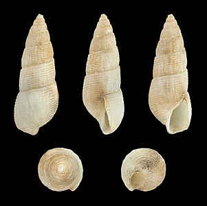 Euparthenia bulinea