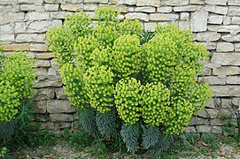 Euphorbia characias cultivée (Aigre, Charente, France)