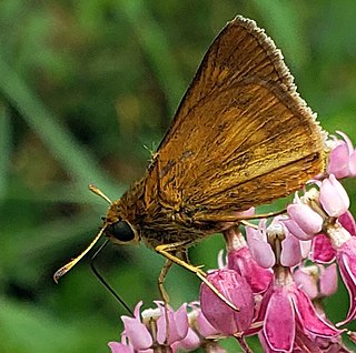 <i>Euphyes conspicua</i> Species of butterfly