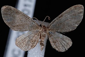 Eupithecia bryanti.JPG