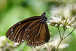 Thumbnail for Euploea tulliolus