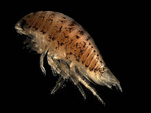 Eurydice pulchra (speckled sea louse) Eurydice pulchra.jpg