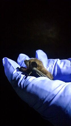 Eine Abendfledermaus in den Händen eines Forschers