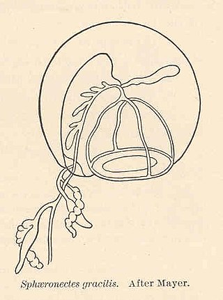 <i>Sphaeronectes</i> Genus of hydrozoans