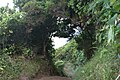 Fajã do Belo, Caminhos, destaque para a abundância de espécies endémicas típicas das Florestas da Laurissilva dos Açores.
