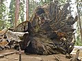 A kidőlt „Wawona” mamutfenyő a Yosemite Nemzeti Parkban (2012)