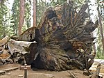 Fallen Tunnel Tree