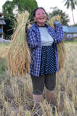 Female harvester laughing while carrying two heavy sheaves of rice in Laos