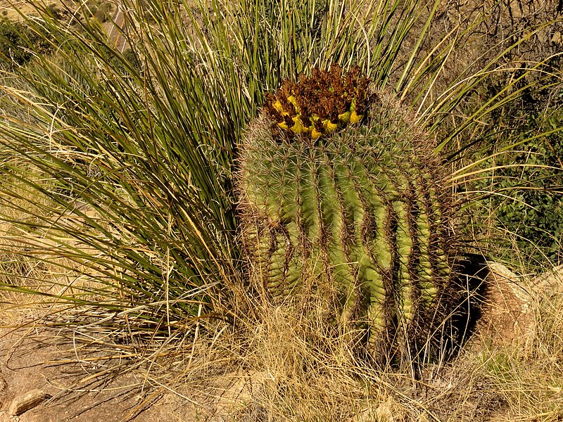 File:Ferocactus wislizeni - treegrow (1).jpg