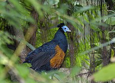 Feuerrückenfasan (Lophura ignita nobilis) 01.jpg