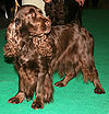 Spaniel polny 581.jpg