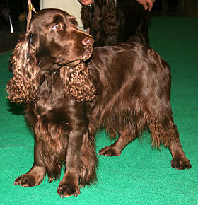 Spaniel de câmp