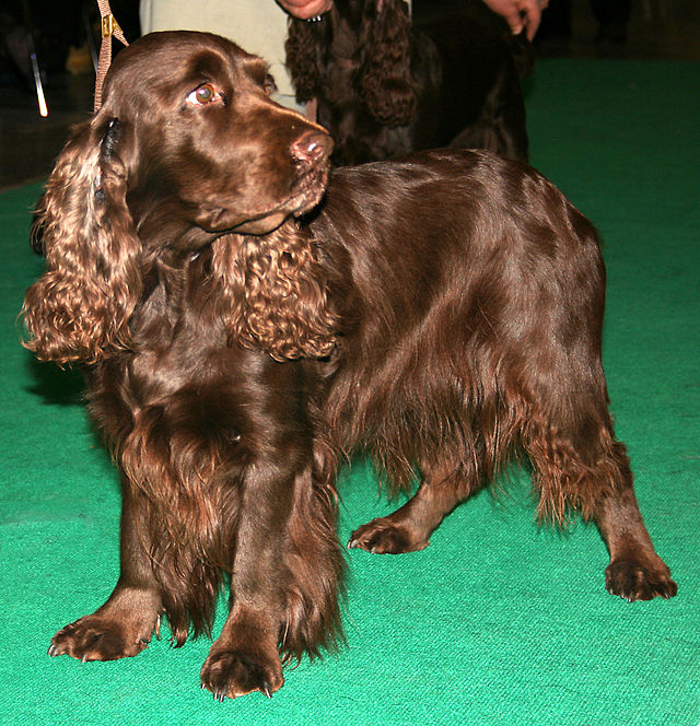 are pont audemer spaniels intelligent dogs