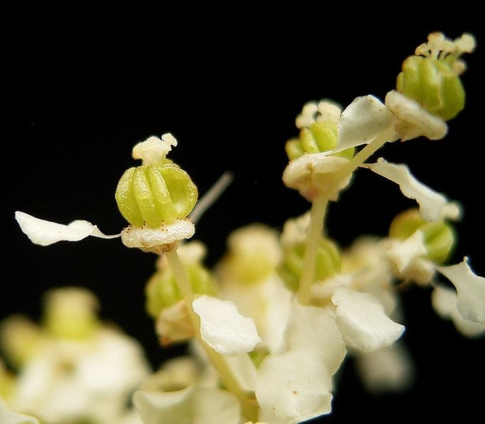 صورة:Filipendula ulmaria 11 ies.jpg