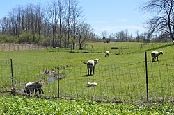 Fisher Road sheep pasture.jpg