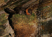 Flickr - Rainbirder - nest.jpg сайтында каштан тәрізді Swift (Streptoprocne rutila).