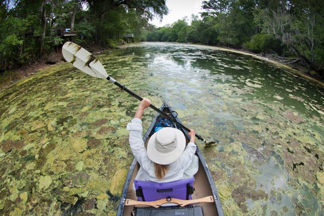 A Florida kayaker's paddles scoop up algae on the Santa Fe River, 2012