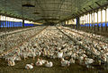 Élevage industriel de poulets de chair en Floride, aux États-Unis.