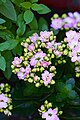 Florist Kalanchoe (Kalanchoe blossfeldiana).