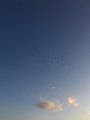 Flying birds on the blue sky.jpg