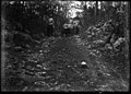 Forest. Verify location, might be Yucatan. 1899. (3795473751).jpg