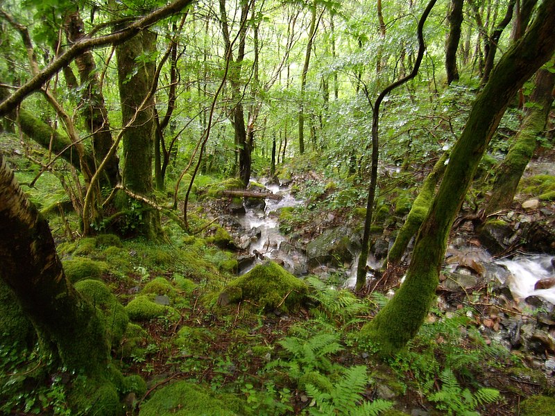 File:Forest in Glen Nevis - panoramio.jpg