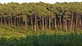 Ландовска шума, најголемата шума од морски бор во Европа