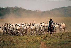 Herd of cattle in Fortul