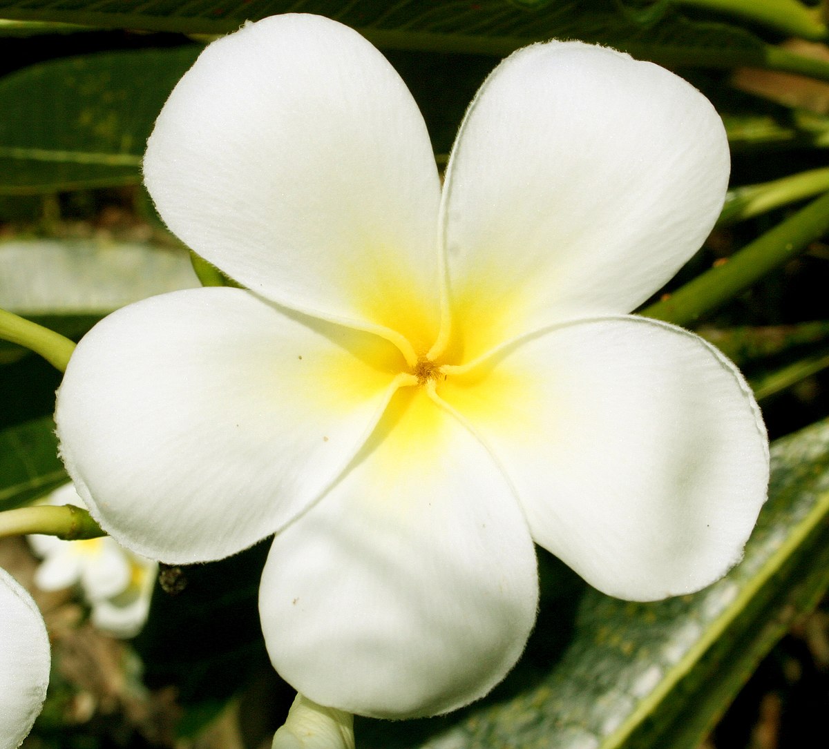 Plumeria Alba дерево