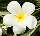 Frangipani .jpg