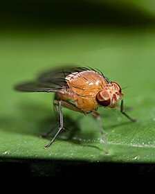 File:Fruit fly trap.jpg - Wikipedia
