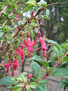 Fuchsia magellanica