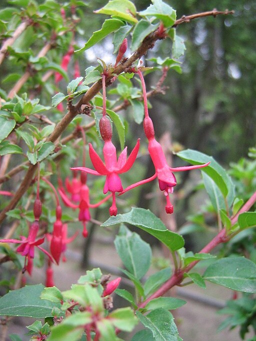 FuchsiamagellanicaLam