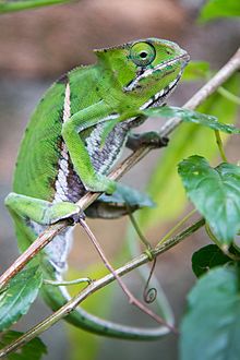 Furcifer balteatus.jpg