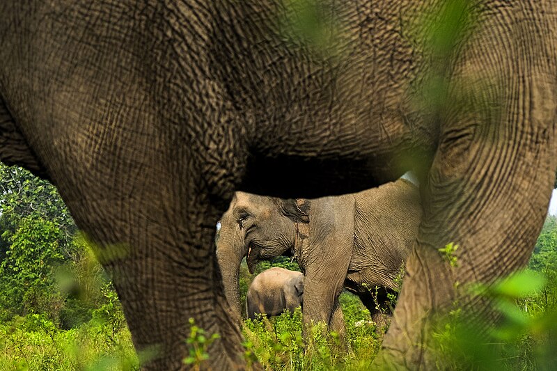 File:Gajah Sumatra.jpg