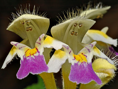 Galeopsis speciosa (Large-flowered Hemp-nettle)